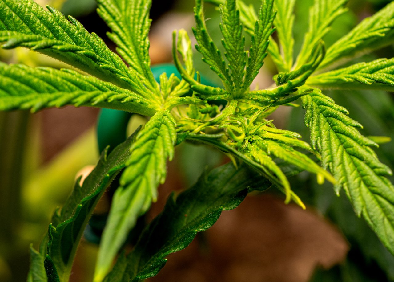 Parmesan auto flower day 1