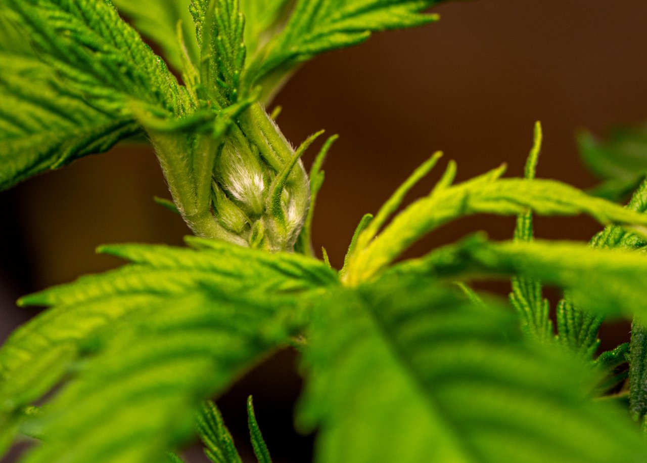 Parmesan auto flower day 1