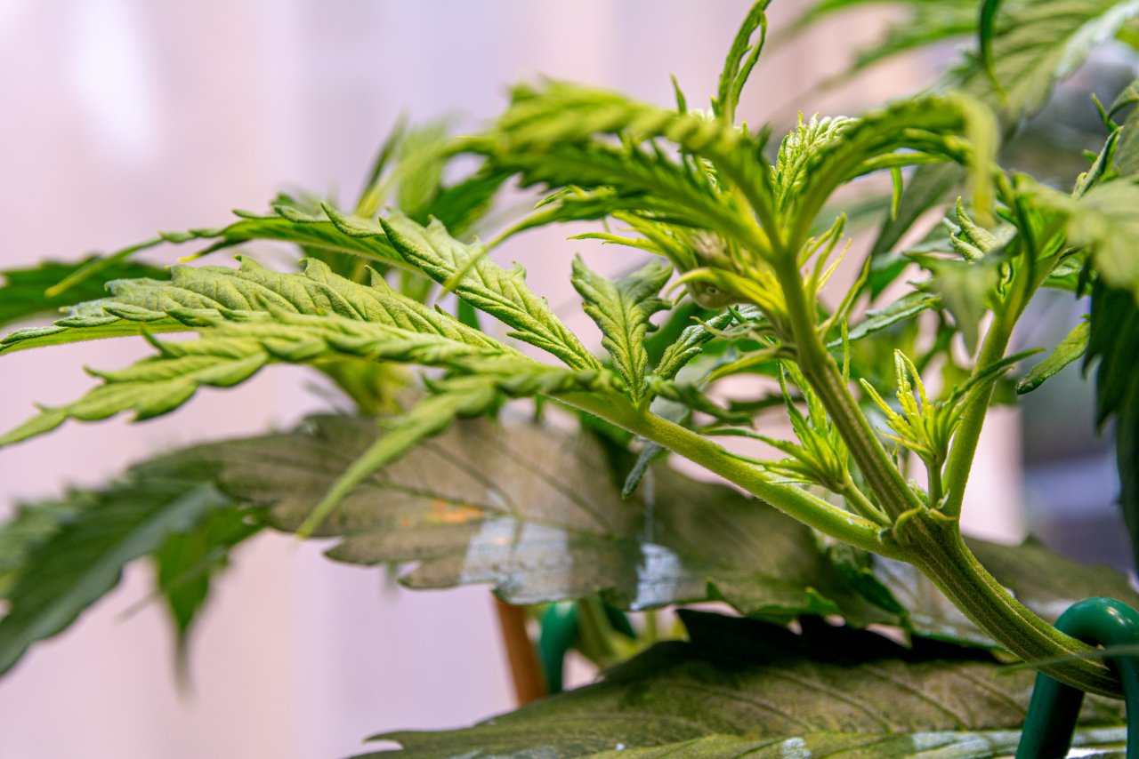 Parmesan auto flower day 3