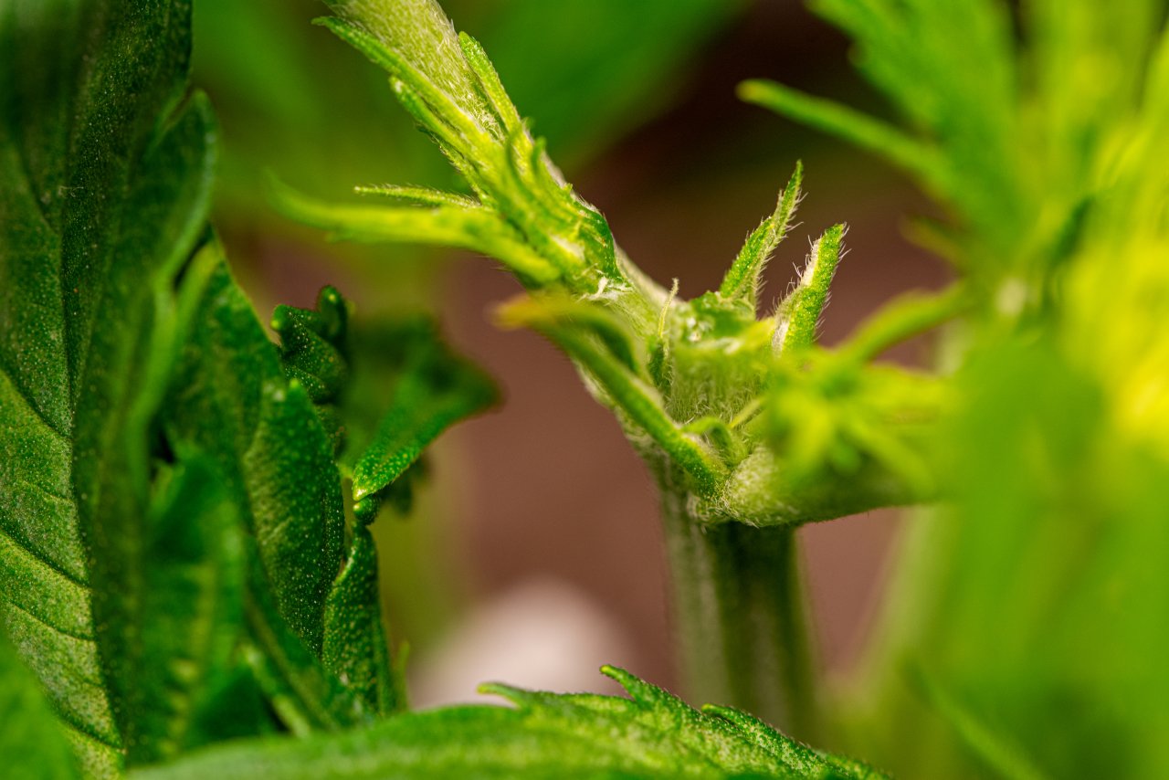 Parmesan auto topped