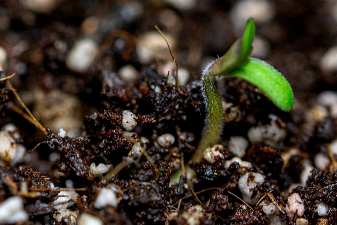 Parmesan by Victory Seeds 13 June 2023