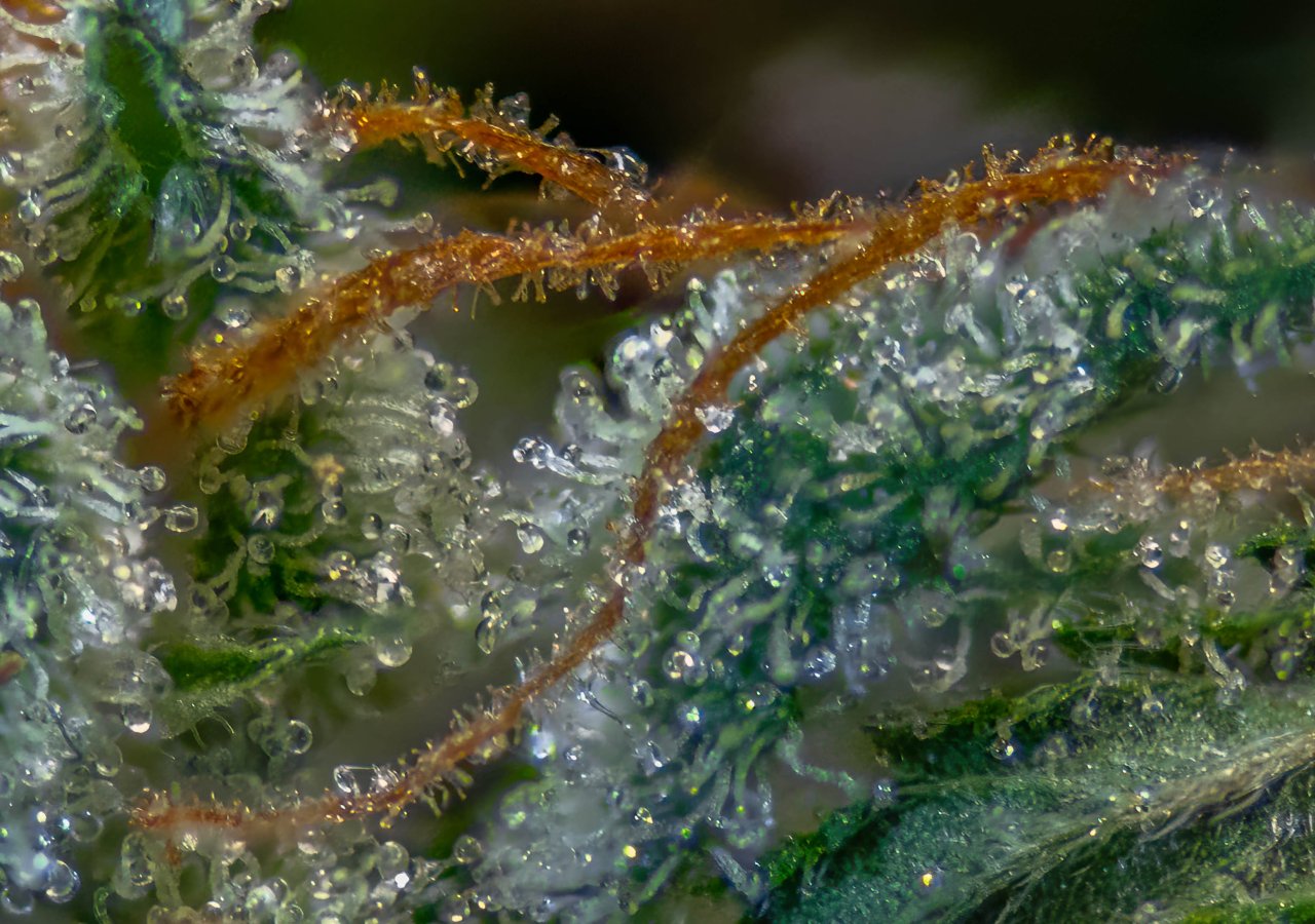 Partially dried bud Trichomes.jpg