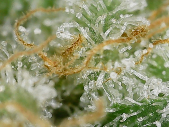 Paste 1-22-24 F57 trichs (1).jpg