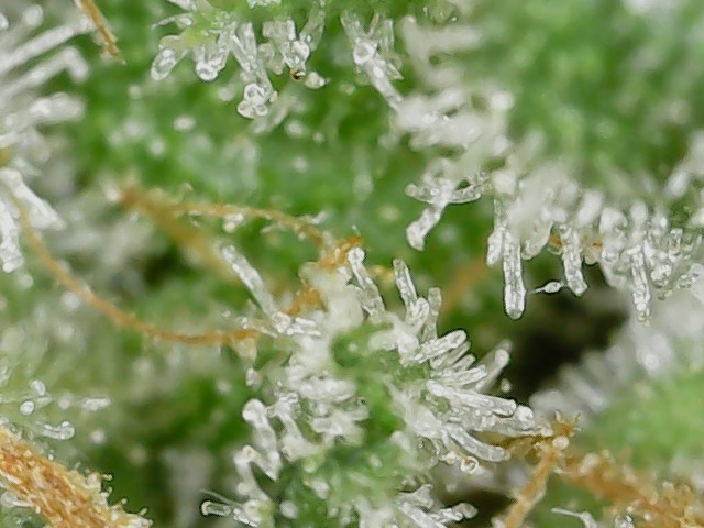 Paste 1-22-24 F57 trichs (2).jpg