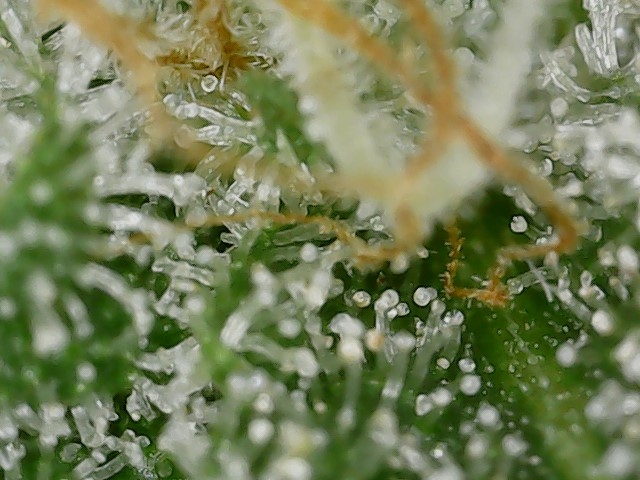 Paste 1-22-24 F57 trichs (3).jpg