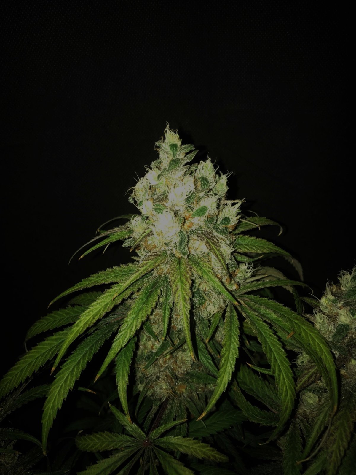 Paste 1-25-24 f60 bud1.jpg