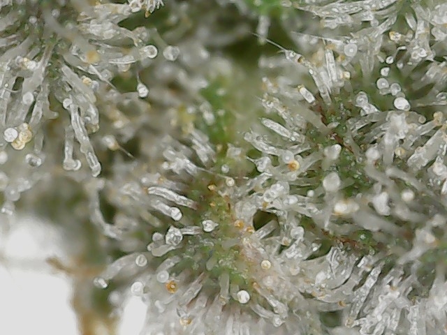 Paste 1-27-24 F62 trichs (1).jpg