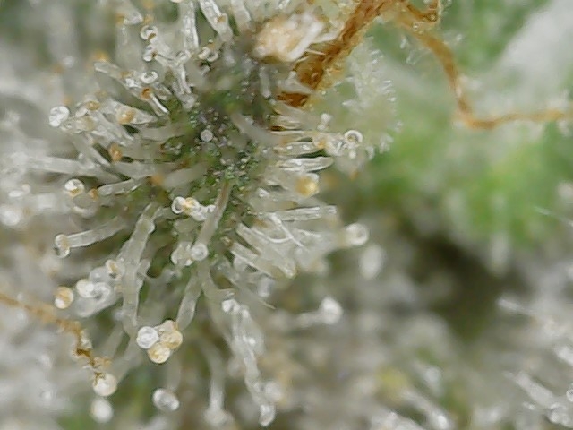 Paste 1-27-24 F62 trichs (2).jpg