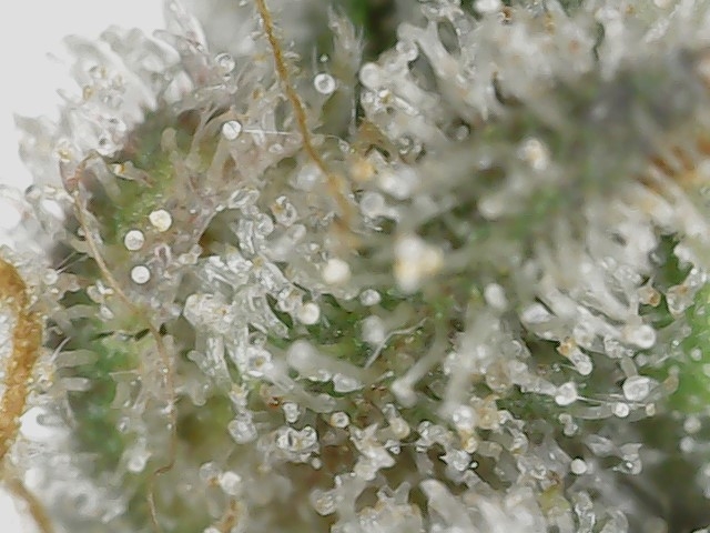 Paste 1-27-24 F62 trichs (4).jpg