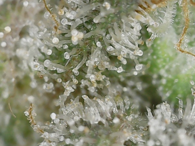 Paste 1-27-24 F62 trichs (5).jpg