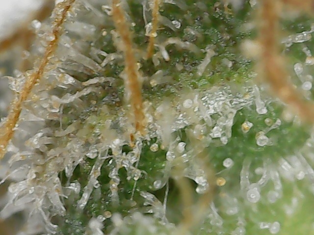 Paste 1-27-24 F62 trichs (6).jpg