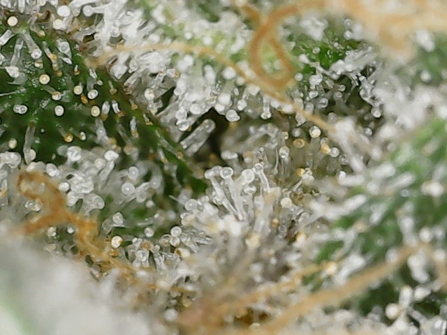 Paste 1-30-24 F65 trichs (1).jpg