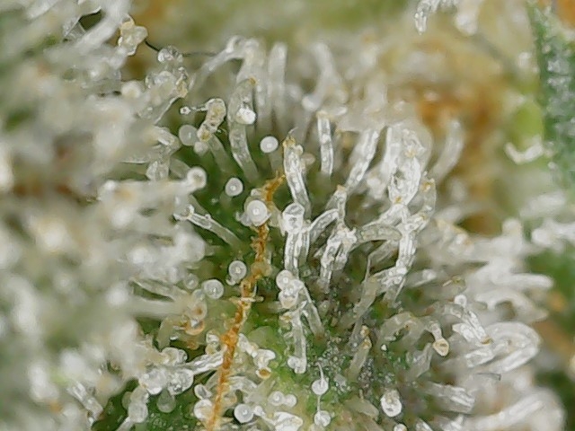 Paste 1-30-24 F65 trichs (3).jpg