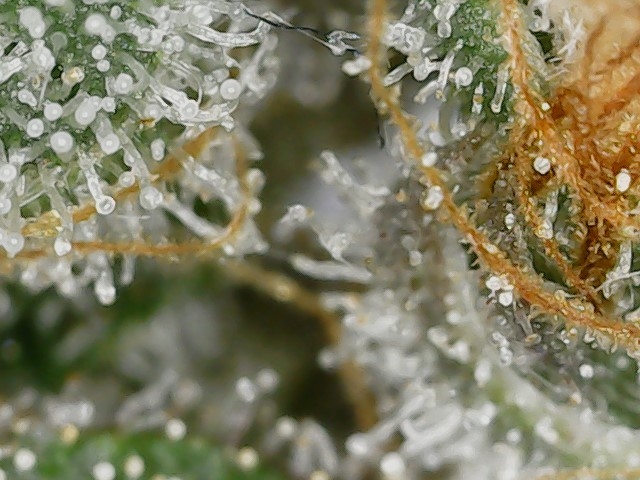 Paste 1-30-24 F65 trichs (5).jpg