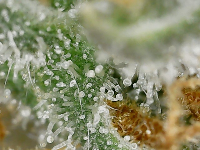 Paste 1-30-24 F65 trichs (6).jpg