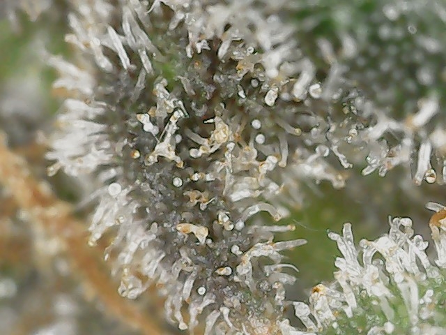 Paste 2-16-24 F82 trichs (2).jpg