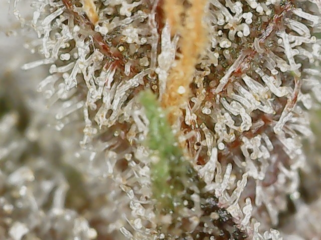 Paste 2-16-24 F82 trichs (3).jpg