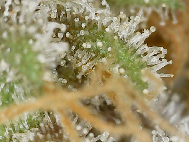 Paste 2-16-24 F82 trichs (4).jpg