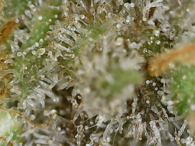 Paste 2-16-24 F82 trichs (6).jpg