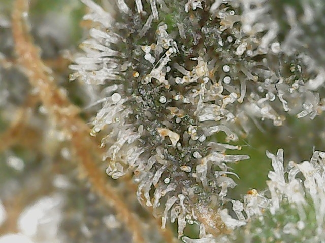 Paste 2-16-24 F82 trichs (9).jpg