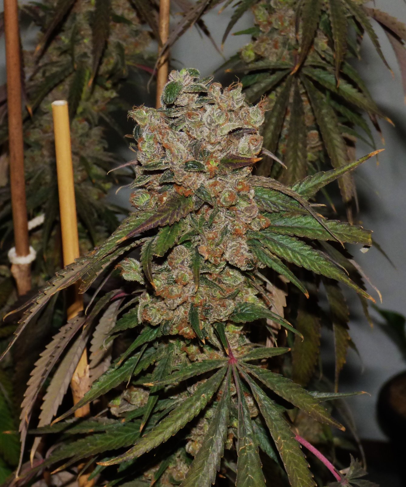 Paste 2-18-24 F84 END bud.JPG