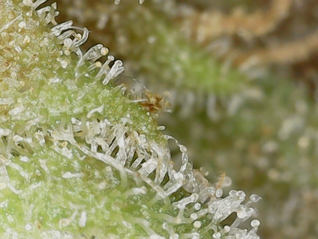 Paste-partial 3-10-24 F105 trich (2).jpg