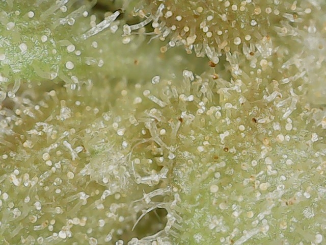 Paste-partial 3-10-24 F105 trich (4).jpg