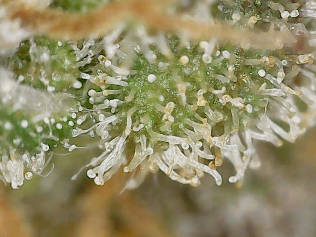 Paste-partial 3-10-24 F105 trich (5).jpg