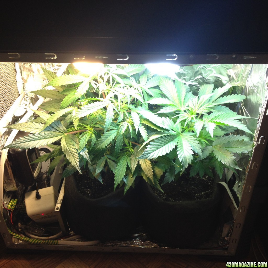 pc grow 02