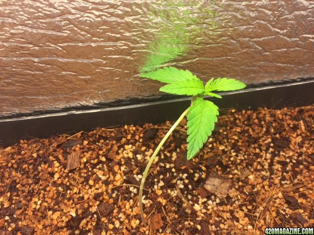 pc grow, girl scout cookies