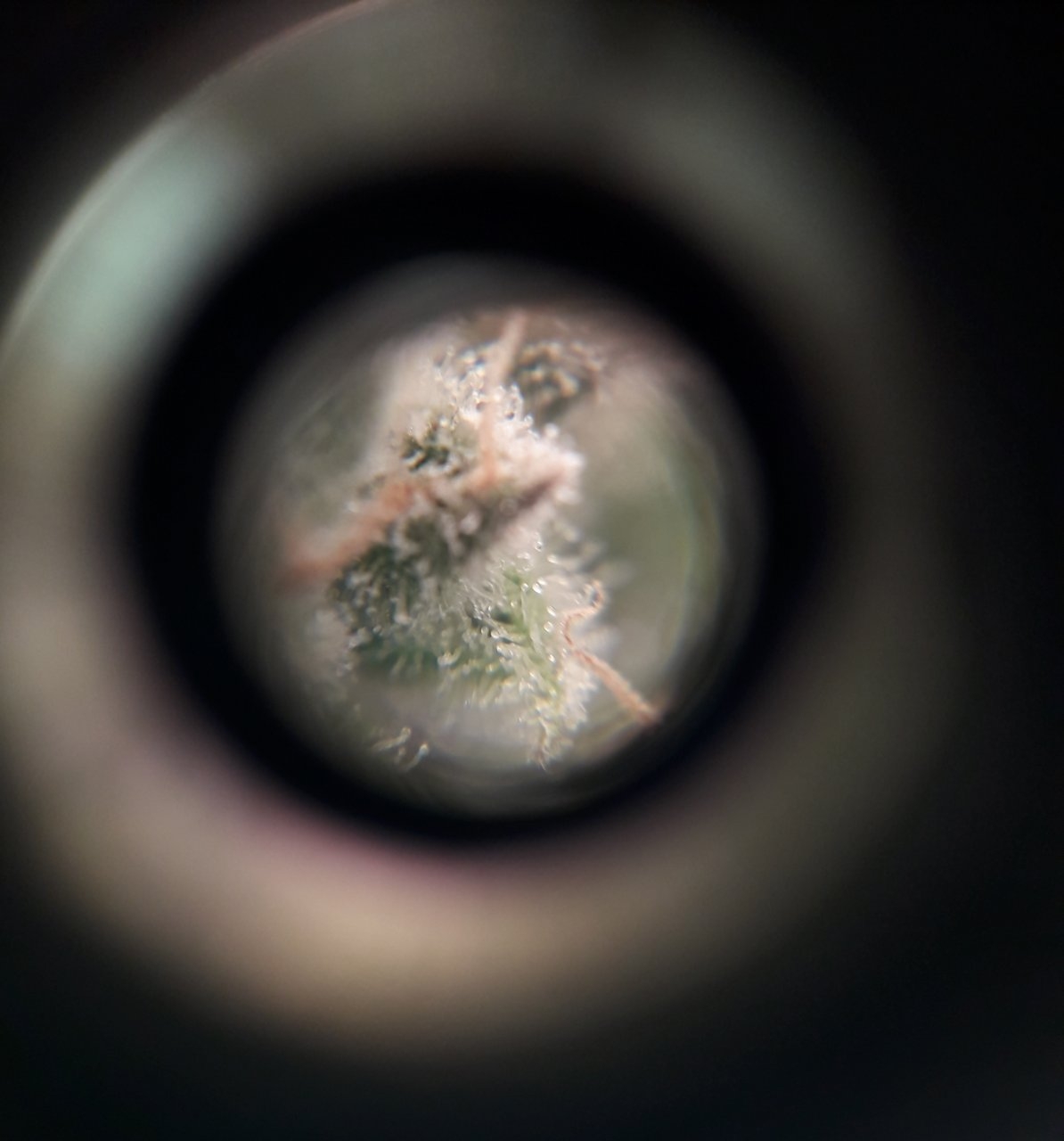 pc52microtrichomes.jpg