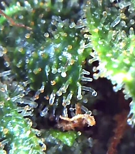 PE 3 trichomes at harvest.jpg