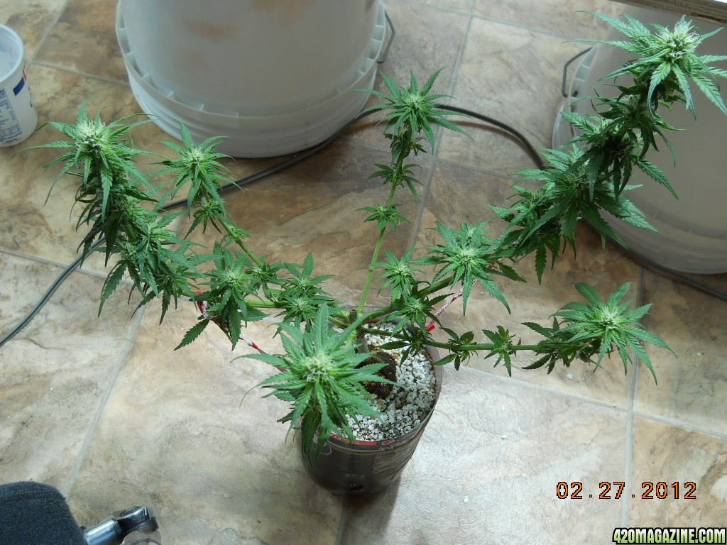 PE - after defoliation