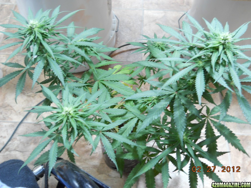 PE - before defoliation