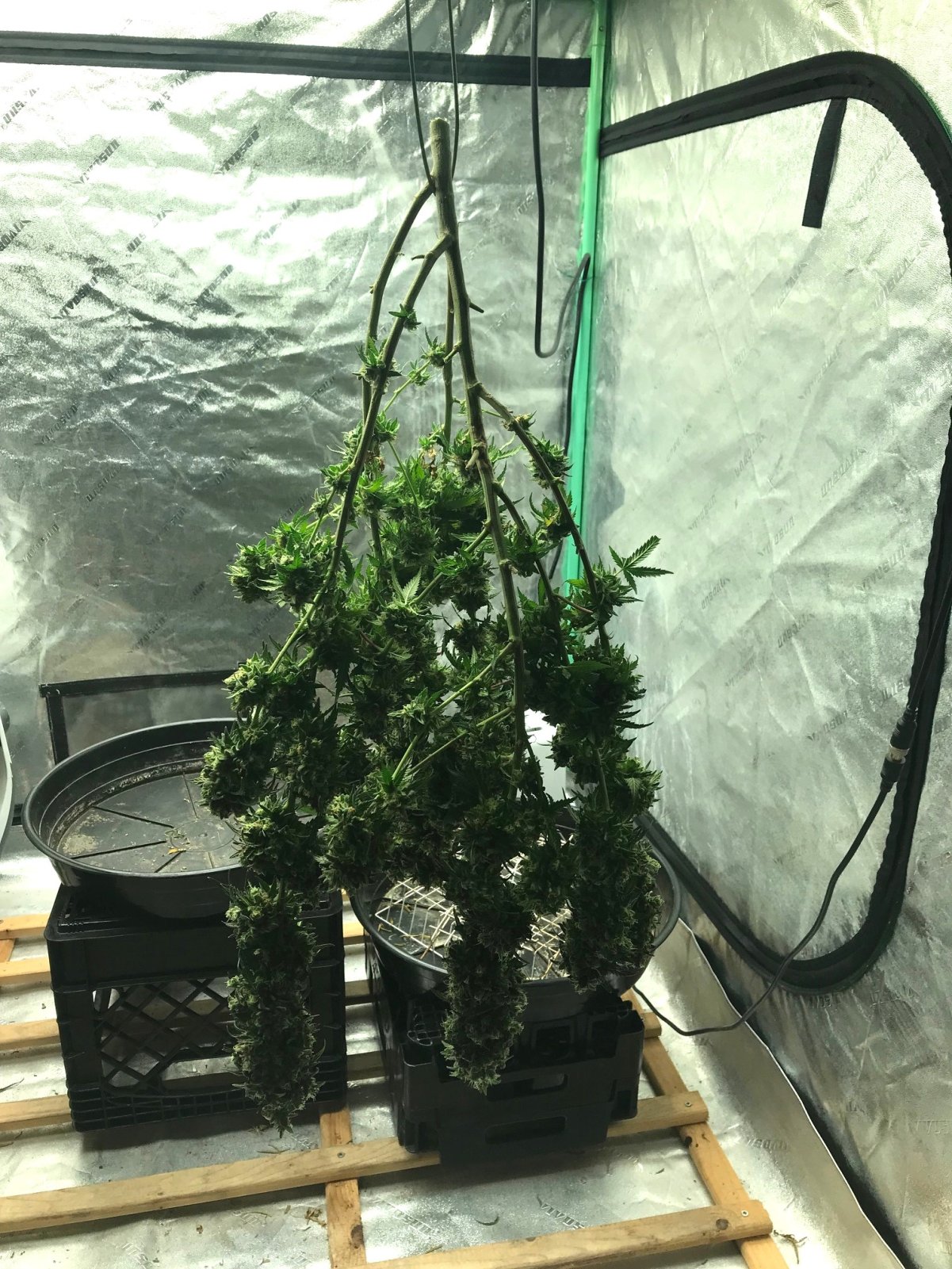 PE clone hanging 4-16-23 F75.jpg