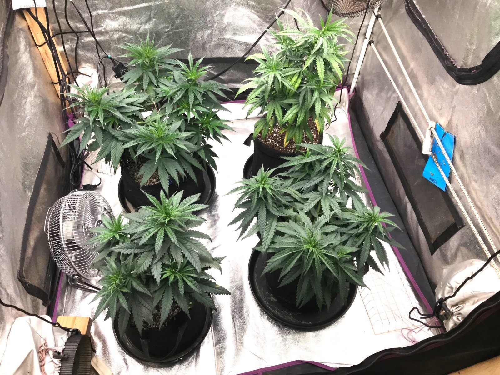 PE clone up-pot2 1-27-23.jpg