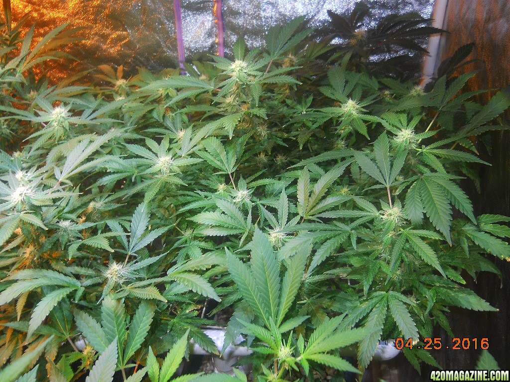 Pe modscrog wk 4