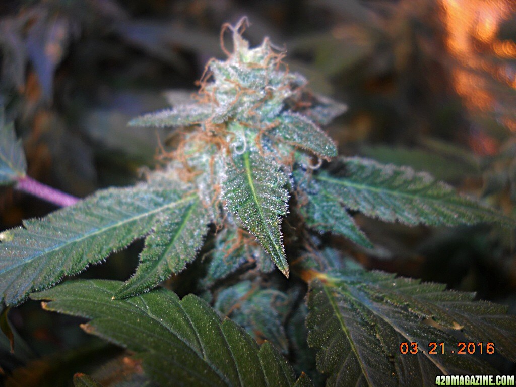 PE modscrog wk 7