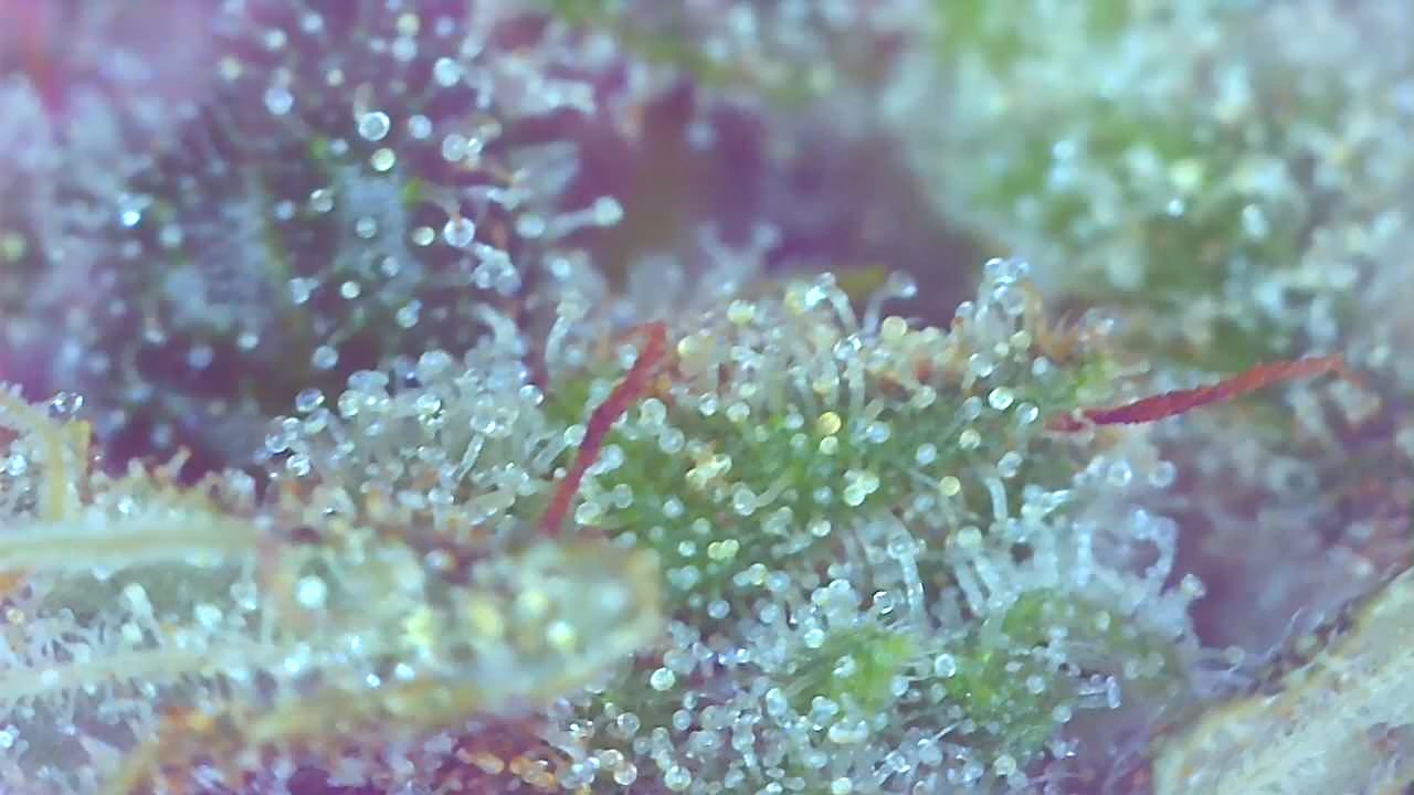 PE2 Trichomes-a.jpeg