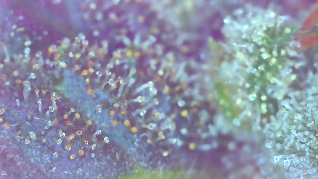 PE2 Trichomes-b.jpeg