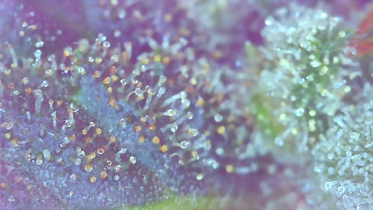 PE2 Trichomes-c.jpeg