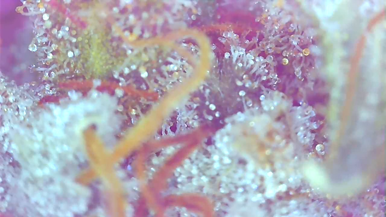 PE2 Trichomes-d.jpeg