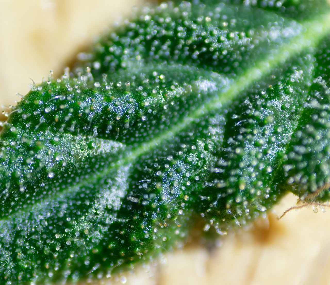 Peanut butter breath amber trichs.jpg