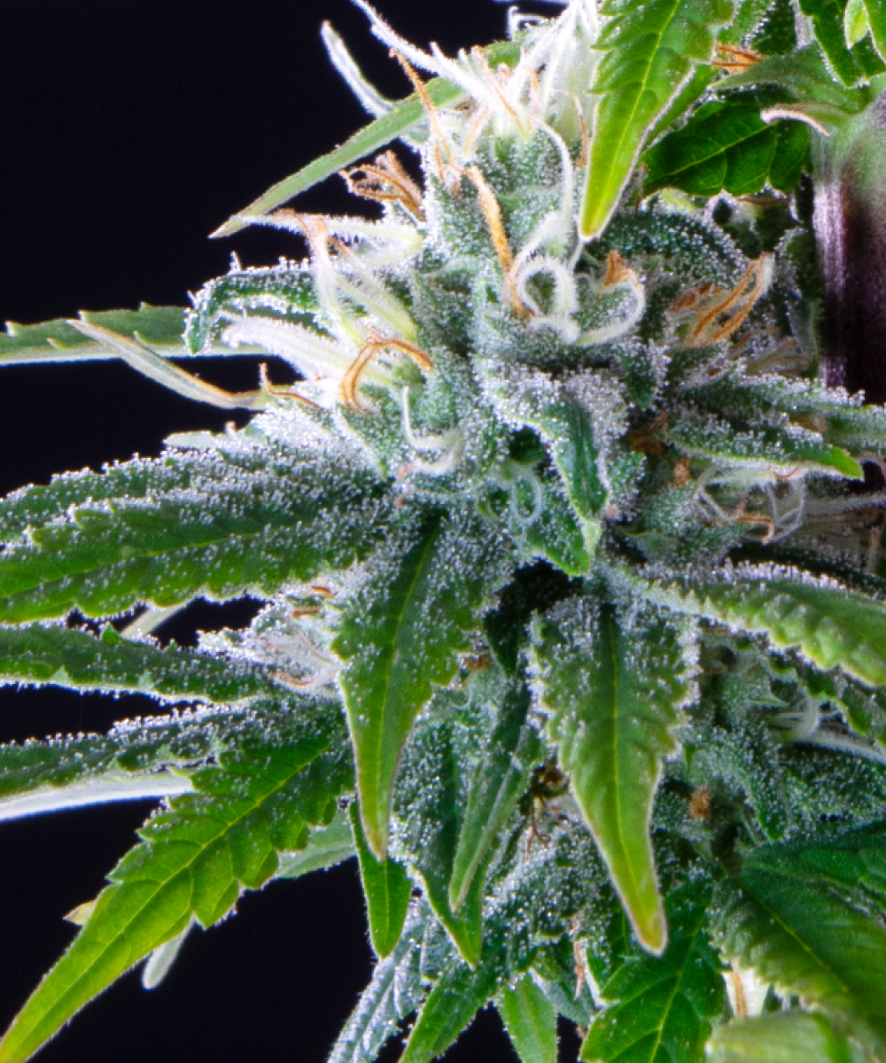 Peanut Butter Breath Strain-1.jpg