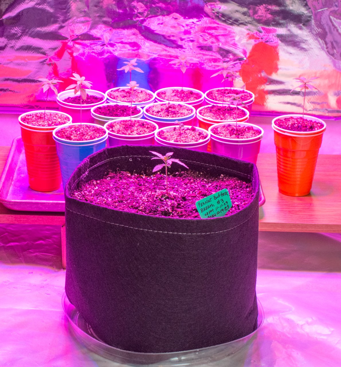 Peanut butter breath up potted-3.jpg