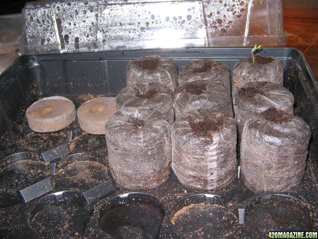 peat plugs