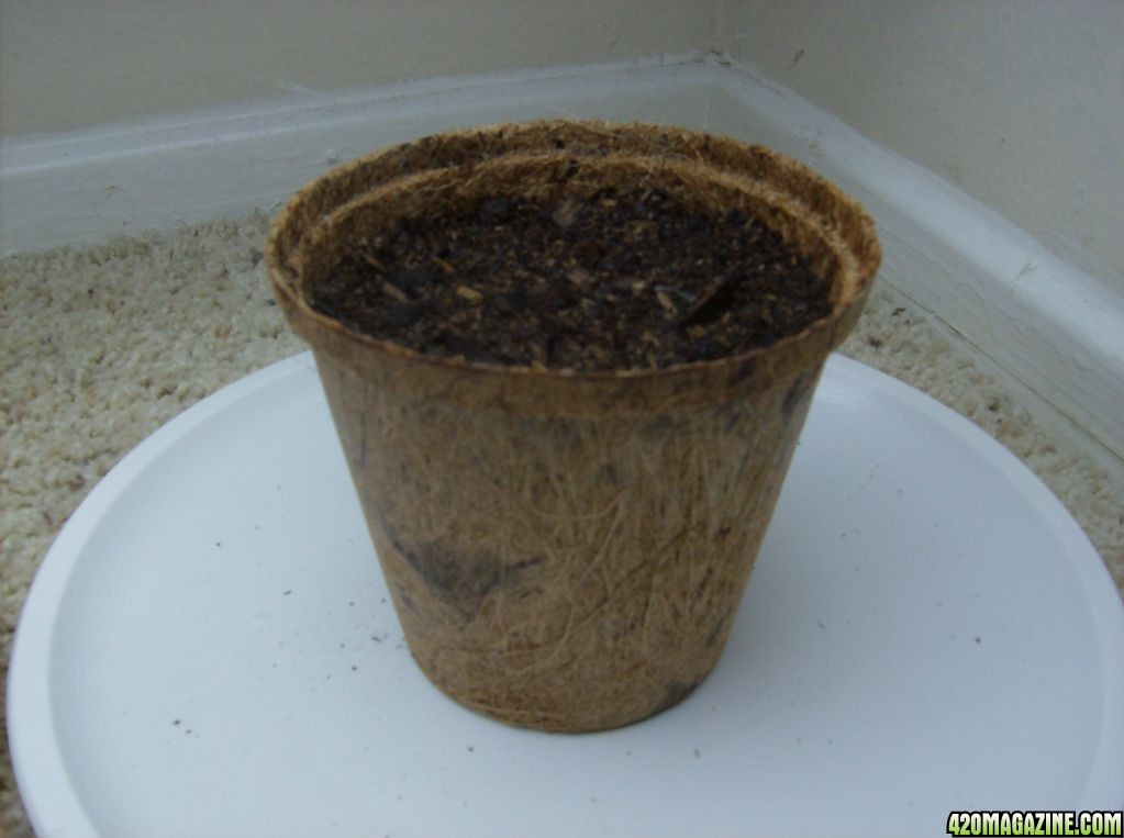 Peat Pot