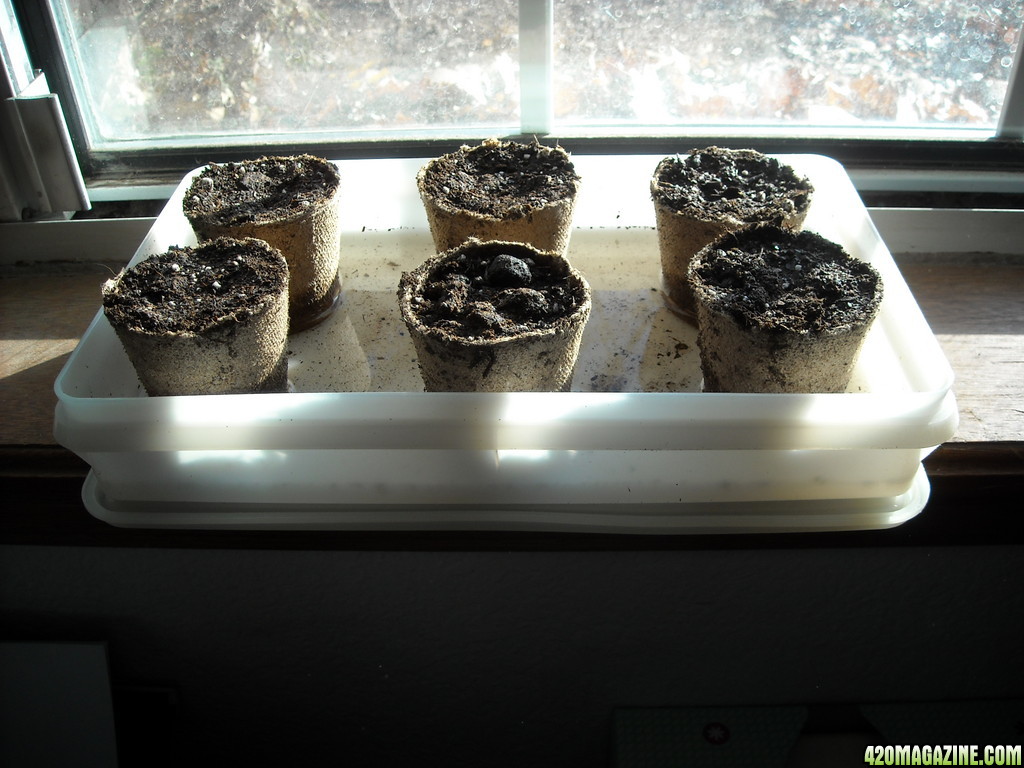 Peat pots in container on window sill