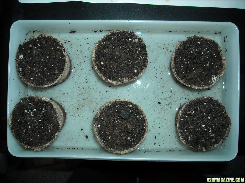 Peat pots in container