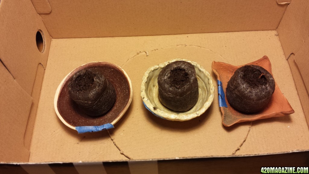 Peat pots in the shoe box 1